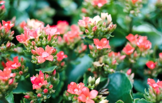 how to care for kalanchoe