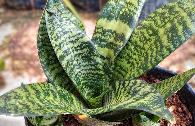 low light indoor plants