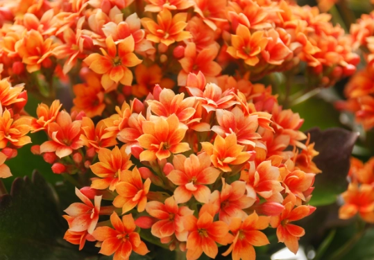 kalanchoe plant care