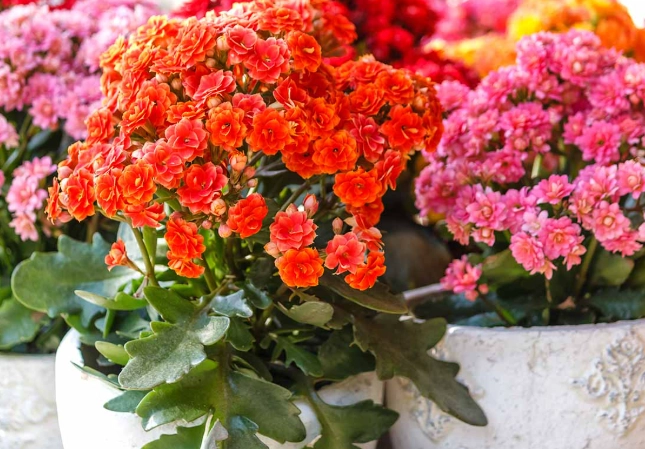 kalanchoe care