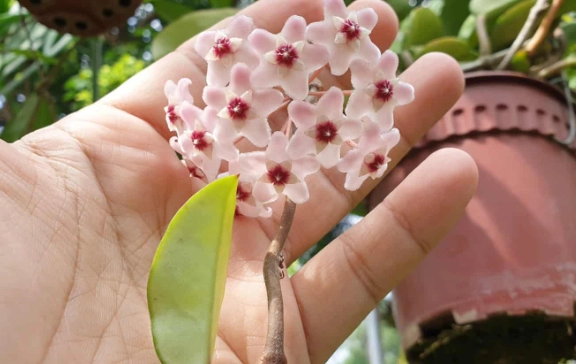 hoya carnosa care