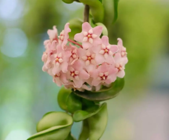 wax plant care wax plant care