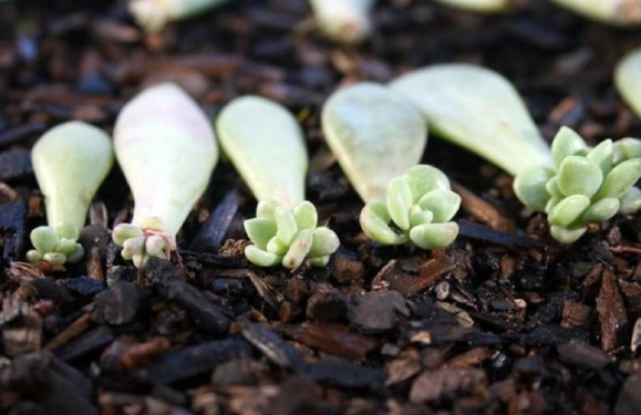 grow succulents from cuttings