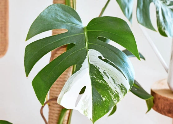 monstera deliciosa care