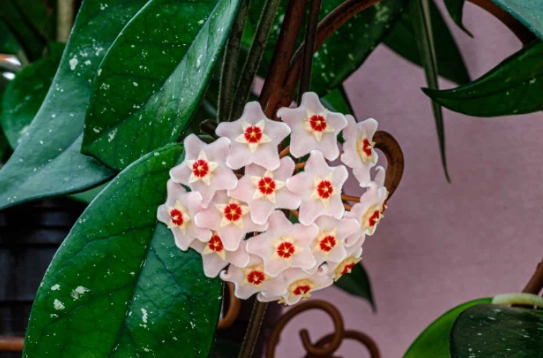 wax plant care wax plant care