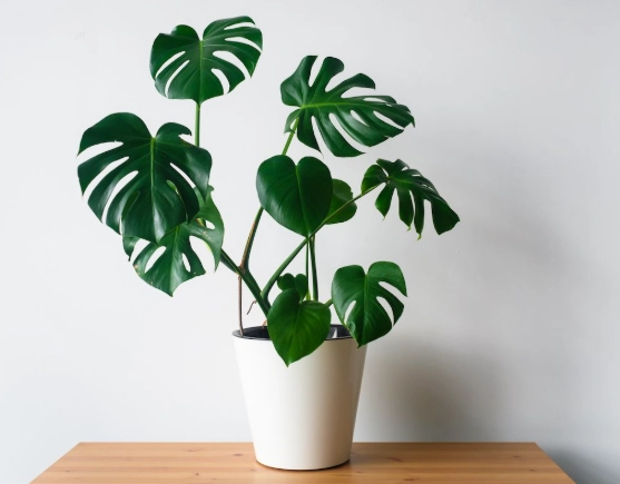 monstera plant