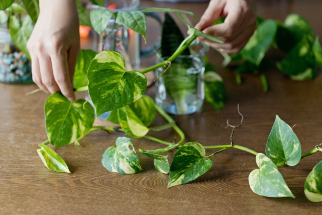 how to grow pothos from cuttings
