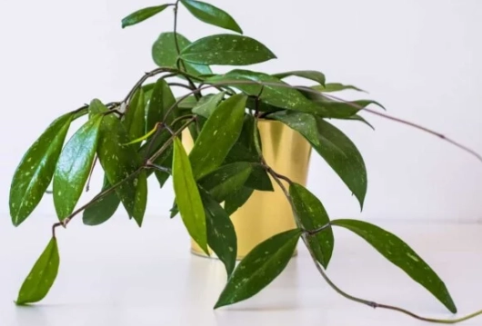 hoya carnosa watering hoya carnosa watering