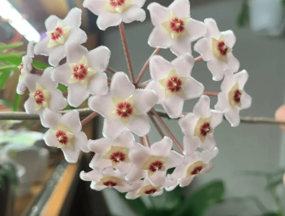 hoya carnosa watering hoya carnosa watering
