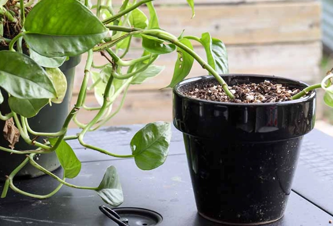 how to grow pothos from cuttings