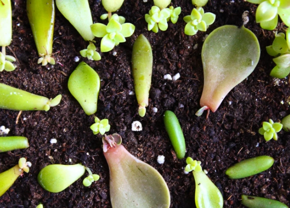 succulent leaf propagation