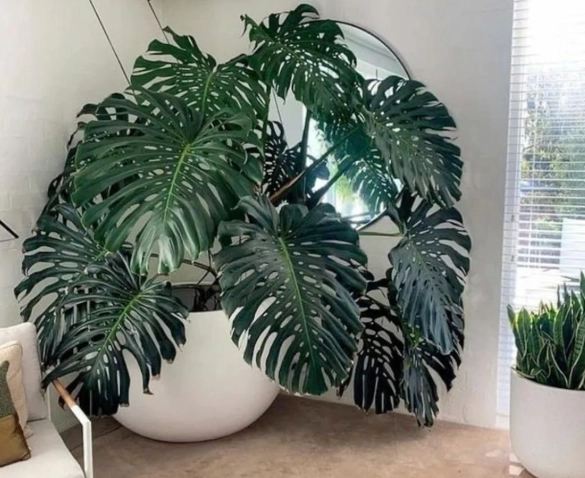 large indoor plants large indoor plants
