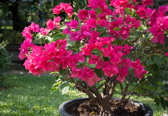 bougainvillea plant tips