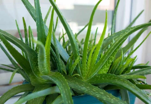 aloe vera plant care tips aloe vera plant care tips