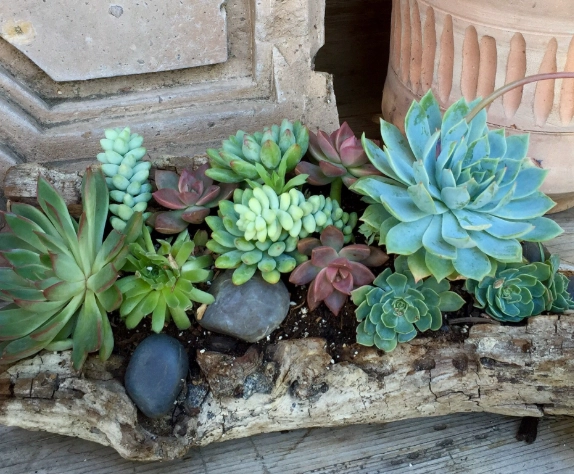 how to plant cactus in pot how to plant cactus in pot