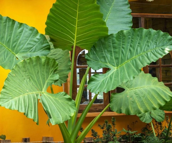tall indoor plants tall indoor plants