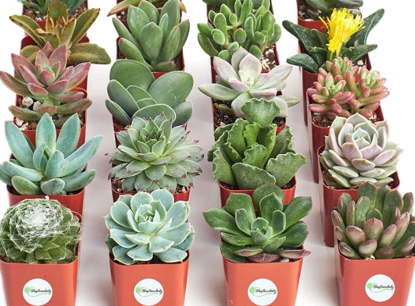 indoor succulent care indoor succulent care