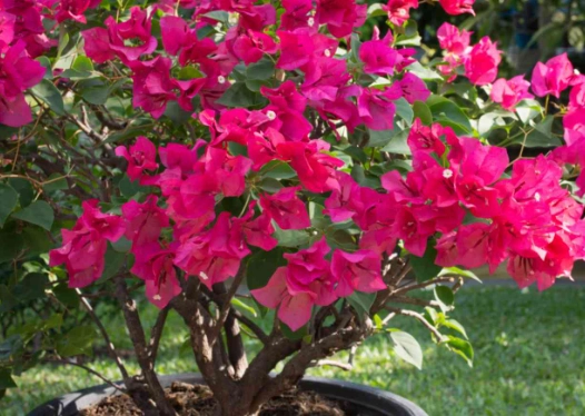 growing bougainvillea