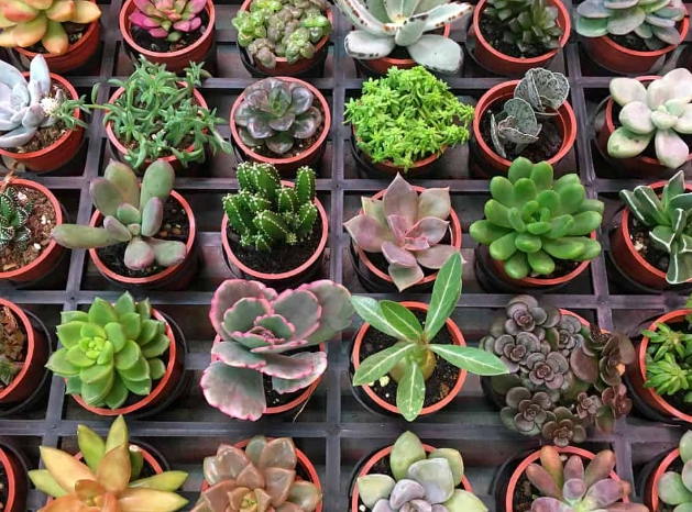 indoor succulent care indoor succulent care