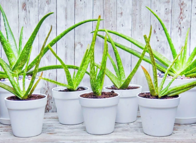 how to care for aloe vera how to care for aloe vera