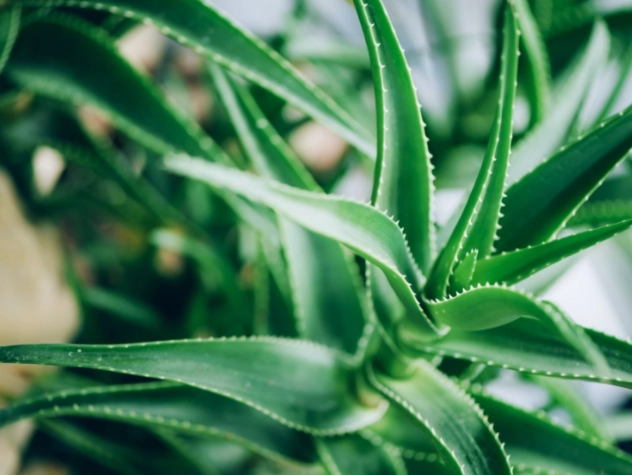 aloe vera care aloe vera care