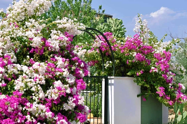bougainvillea care