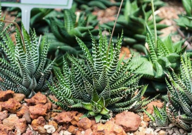 easy care succulents easy care succulents