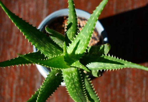 aloe vera plant care tips aloe vera plant care tips