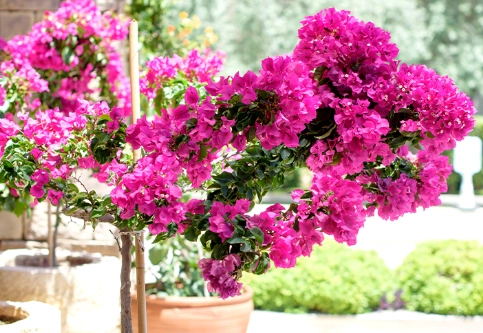 bougainvillea care