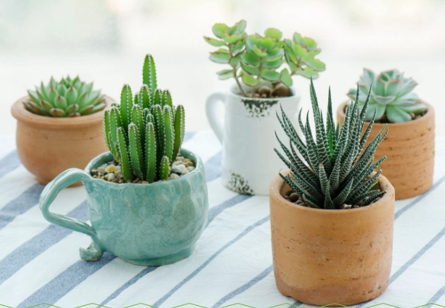 small succulent varieties small succulent varieties