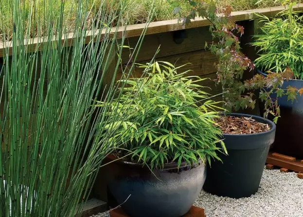 indoor bamboo plants