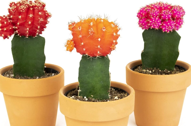 cactus pot care cactus pot care