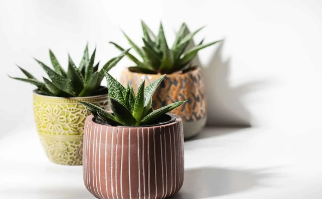 how to plant cactus in pot how to plant cactus in pot