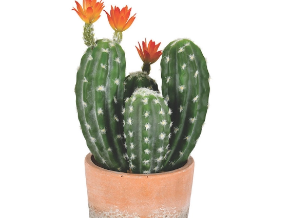 cactus pot care cactus pot care