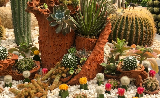 cactus in a pot cactus in a pot