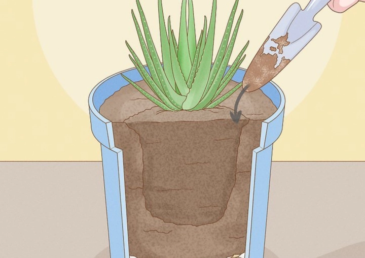 how to replant aloe