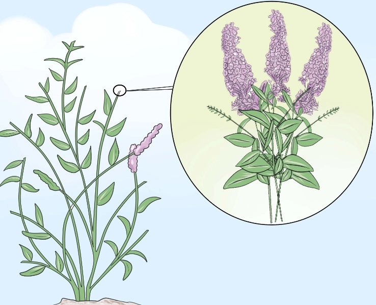 butterfly bush care