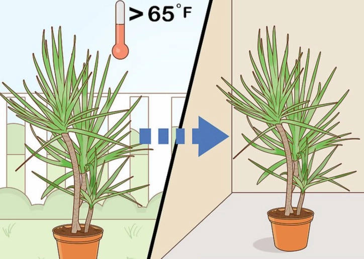 dragon tree plant care