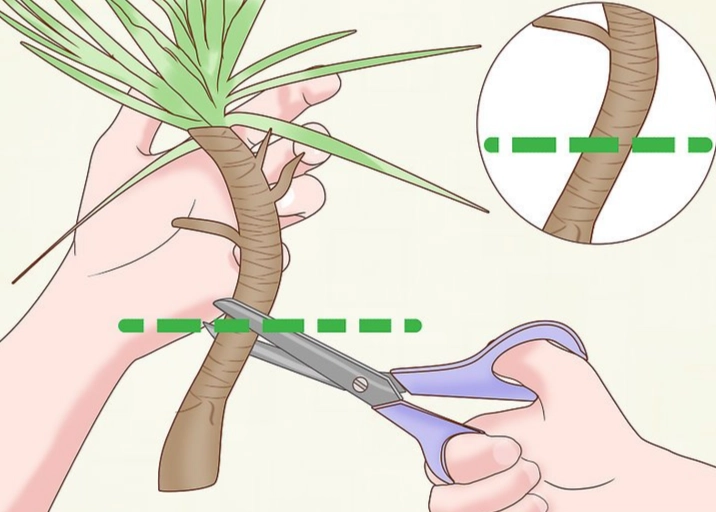 dragon tree plant care