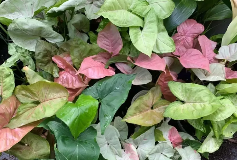 arrowhead plant watering