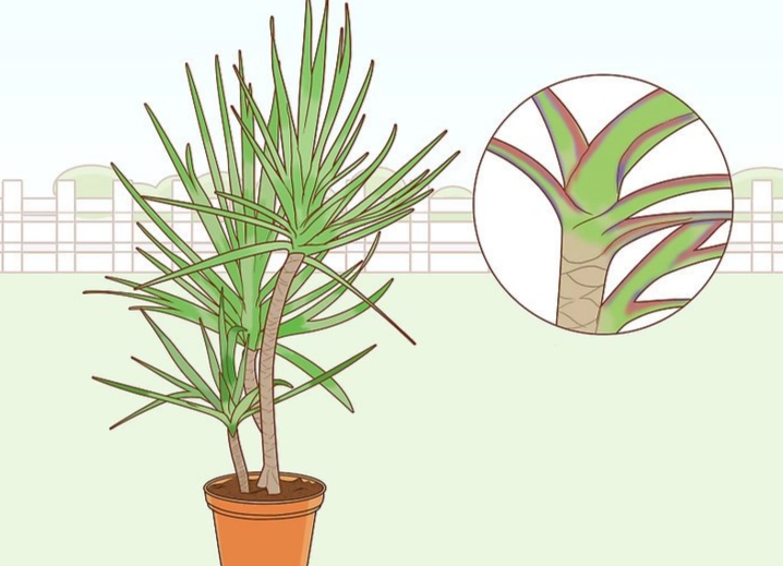 dracaena marginata care