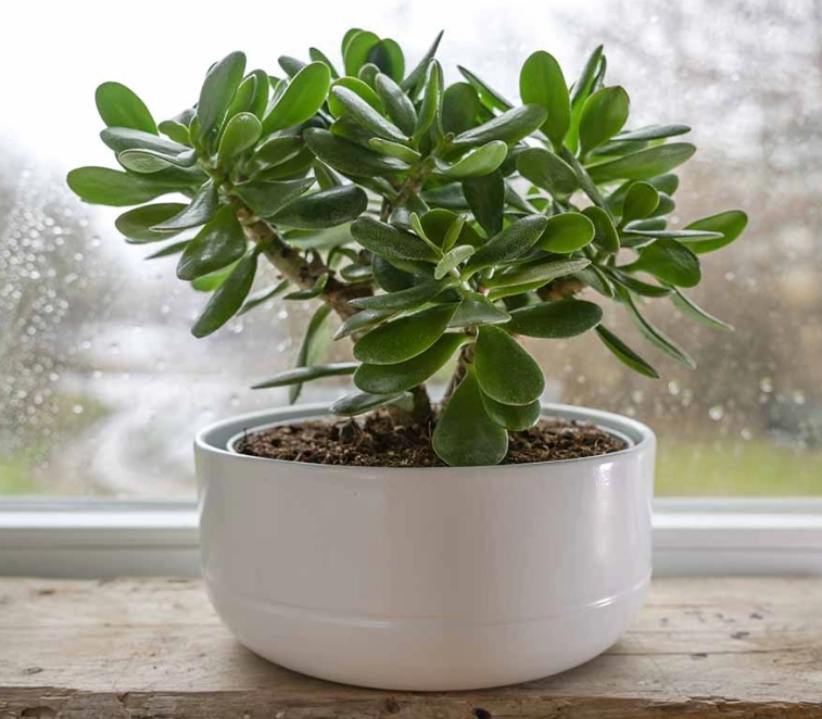 how to water a jade plant how to water a jade plant