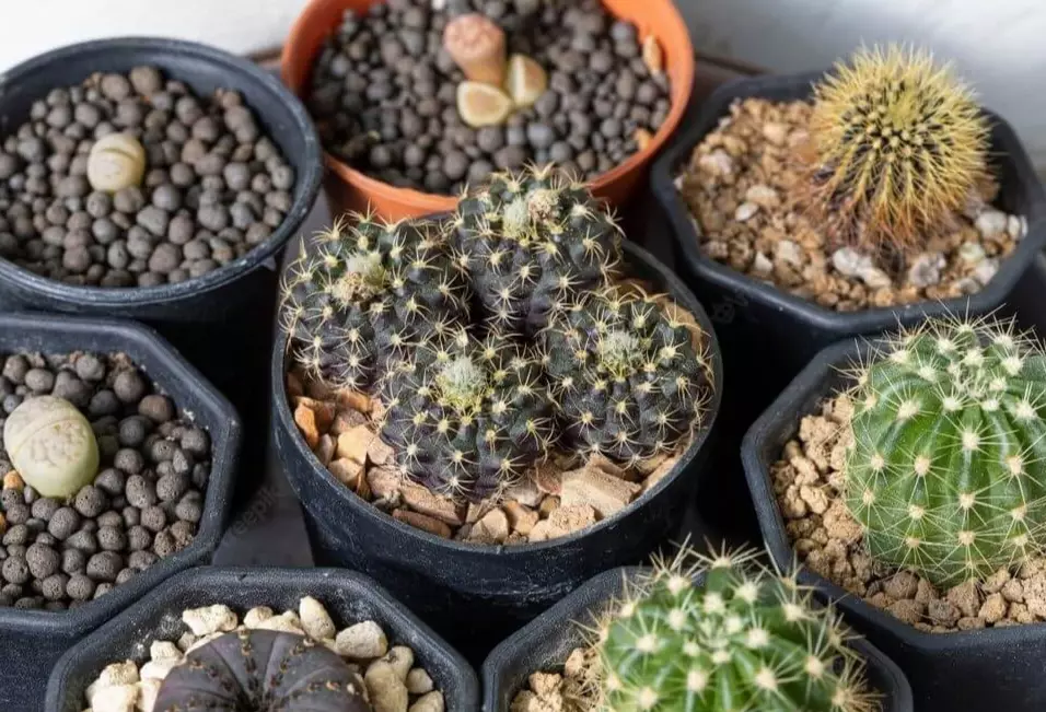 small cactus types small cactus types