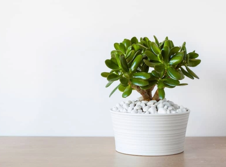 money plant care