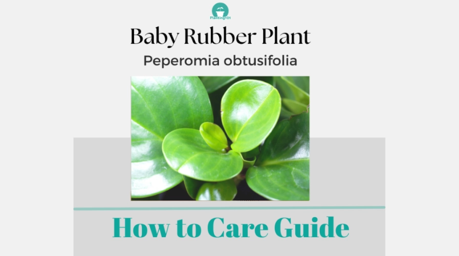 baby rubber plant care