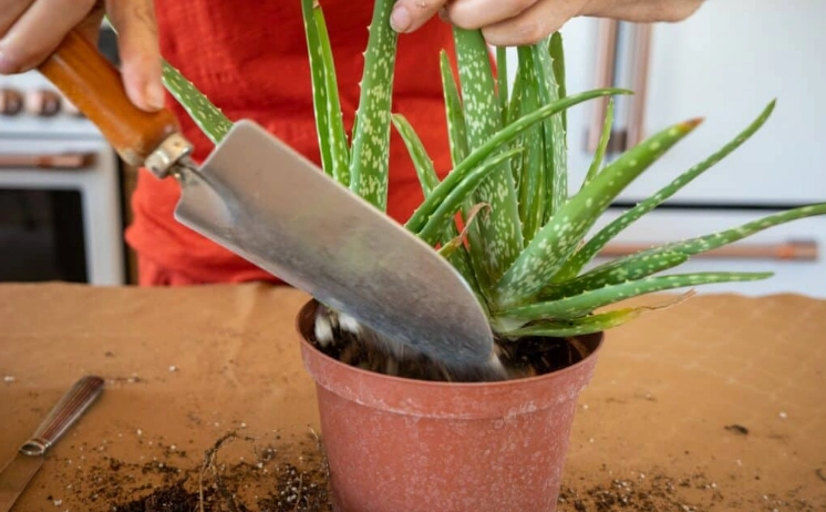 replant aloe vera
