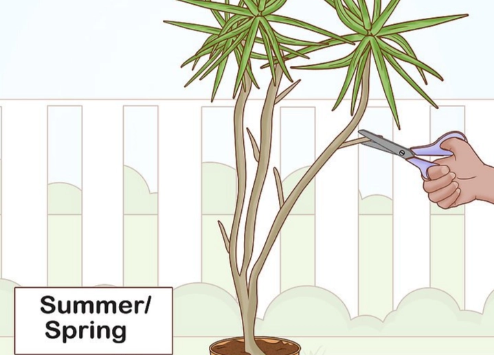 madagascar dragon plant care