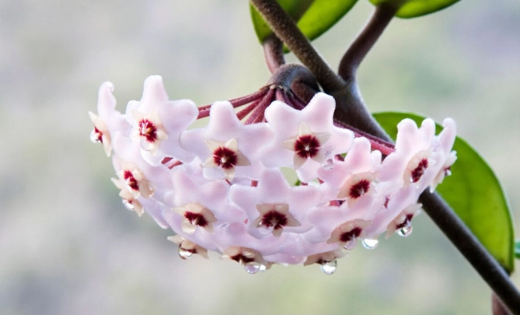 Wax Plant care Wax Plant care