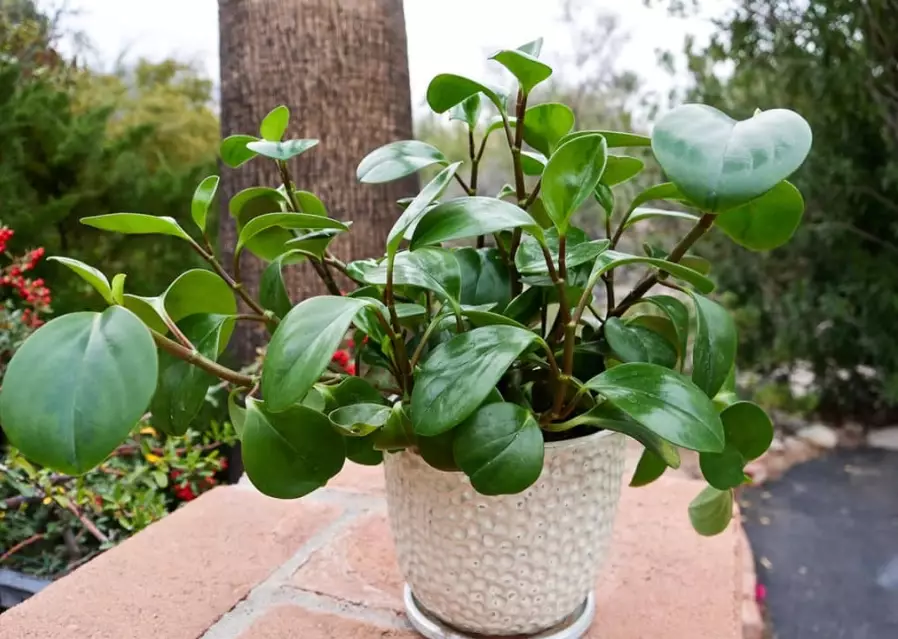 peperomia obtusifolia care peperomia obtusifolia care