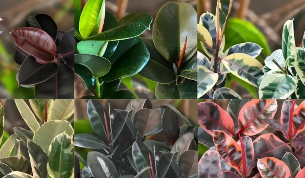 rubber plant benefits